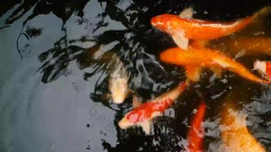 充满活力的色彩斑斓的日本锦 鲤鲤鱼鱼游泳传统的花园池塘中国人花俏的鲤鱼水表面